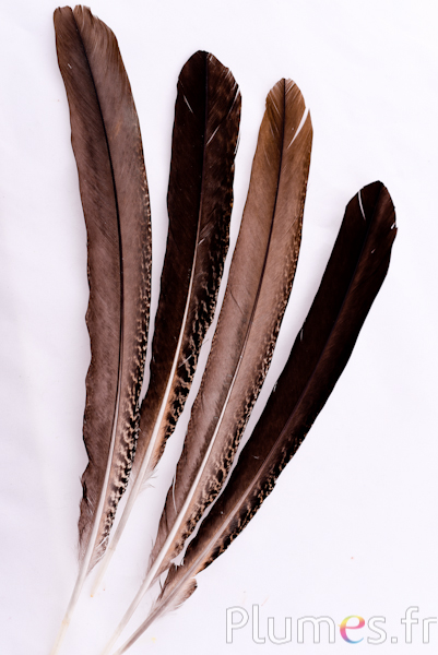 Paon violet - 35-40 cm - naturel